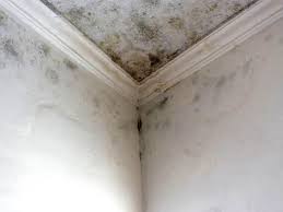 Best Post-Construction Mold Inspection  in Mangum, OK